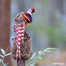 Rare Exotic Birds With Long Tail Feathers Epingle Par Marie Noelle Guerin Sur Les Oiseaux Oiseaux Colores Oiseaux Exotiques Animaux Et Oiseaux