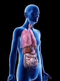 1 synopsis 2 plot 3 characters 3.1 major characters 3.2 minor. Digital Illustration Of Senior Man Anatomy Showing Internal Organs Health Male Stock Photo 342645948