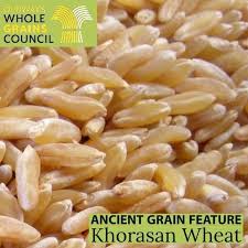 Khorasan Wheat The Story Of An Ancient Grain Khorasan Wheat Like Emmer Farro Einkorn And Spelt Is An Ancient Varie In 2020 Khorasan Wheat Einkorn Ancient Grains