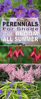 Blooms are typically blue, but can be changed to pink or purple attracts birds. Perennials For Shade That Bloom All Summer The Garden Glove