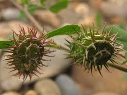 Image result for Medicago polymorpha