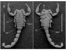 We did not find results for: Microtityus Bivicentorum Sp Nov Male Holotype Under Uv Light 6 Download Scientific Diagram