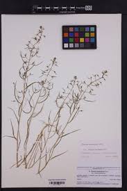 Image result for Thesium multiramulosum