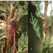 Image result for kabatina thujae