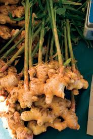Ginger is a plant with leafy stems and yellowish green flowers. Ginger Plant Britannica