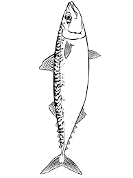 Angry barracuda coloring page angry barracuda printable coloring page, free to download and print. Mackerel Coloring Pages Download And Print Mackerel Coloring Pages