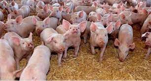 Check spelling or type a new query. AnunÈurile Cu Oferte De Carne De Porc Èi Porci De Pe Site Urile De MicÄ Publicitate S Au InmulÈit Maramedia