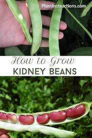 Check spelling or type a new query. How To Grow Kidney Beans Fall Vegetables To Plant Bean Garden Fall Garden Vegetables