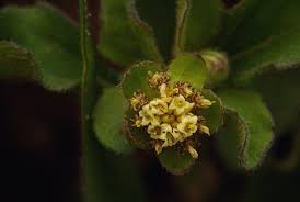 Image result for Acanthospermum australe