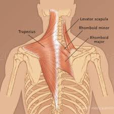 It also covers some common conditions and injuries that can affect the. Upper Back Muscles Medical Art Library
