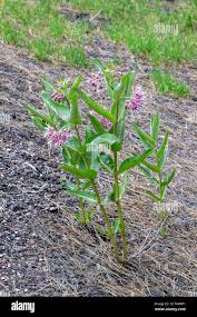 Image result for Asclepias adscendens