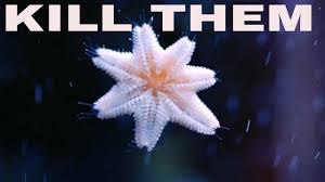Little White Starfish On Glass And How To Kill Them Rotter Tube Reef Youtube