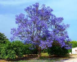 We did not find results for: Jacaranda Trees Delicate Fern Like Leaves Purple Flowers