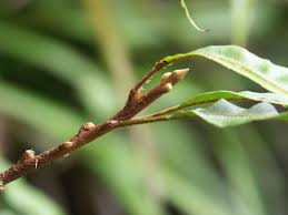 Image result for Oleandra distenta