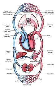 Circulatory System Systemes Du Corps Humain Systeme Circulatoire Systemes Du Corps