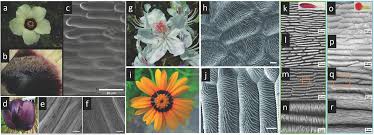 Determine the flowers you would like to dry. Cellulose Based Biomimetics And Their Applications Almeida 2018 Advanced Materials Wiley Online Library