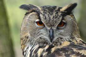 L Animal Totem De La Chouette Et Sa Signification Wemystic France