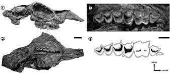 The skin itself is somewhat like a tough, waxy paper which tears easily. The Fossil Record Of Camelids Mammalia Cetartiodactyla In Tucuman Province Northwestern Argentina