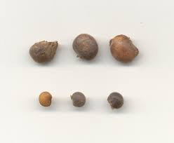 Image result for Amphicarpaea africana