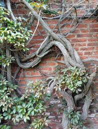 Image result for Parthenocissus