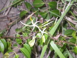 Image result for Landolphia lanceolata