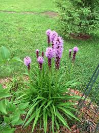 Liatris Spicata Blazing Star 25 Seedlings Purple Flower Perennial Seedlings Purple Flowers Liatris