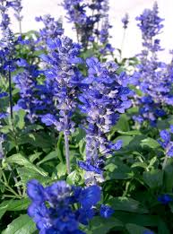 Image result for Salvia farinacea