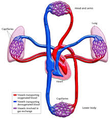 The Circulatory System Systems In The Human Body Siyavula