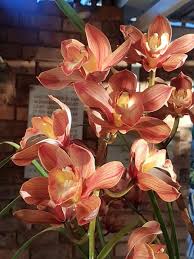 Image result for Ypsilopus erectus