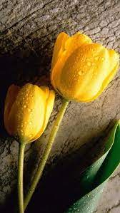 Yellow Tulips Iphone 5 Hd Wallpaper Yellow Tulips Flowers Tulips