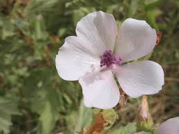 Because of this, marshmallow has a soothing. Wtf Is Marshmallow Root The Raw Spa Blog