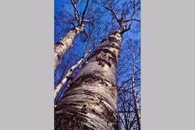 Check spelling or type a new query. Michigan Birch