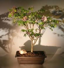 Check spelling or type a new query. Flowering Japanese Wisteria Bonsai Tree Wisteria Floribunda