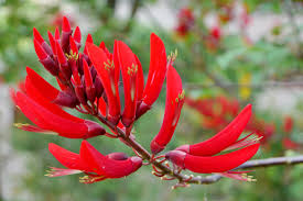 Image result for Erythrina sacleuxii