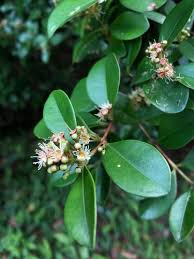 Image result for Syzygium komatiense