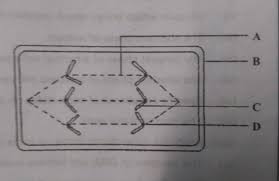 Check spelling or type a new query. 15 The Diagram Alongside Represents A Stage In Cell Division Study The Same And Answer The Questions Brainly In