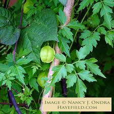 Image result for Cardiospermum halicacabum