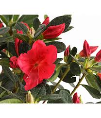 It also helps to amend the soil with compost beforehand. Japanische Azalee Dehner