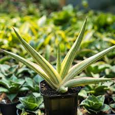 Image result for Sansevieria