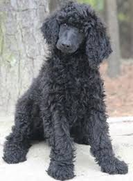 Find standard poodle in dogs & puppies for rehoming | 🐶 find dogs and puppies locally for sale or adoption in canada : Apricot Cream Standard Poodles And Poodle Puppies For Sale Poodle Puppies For Sale Poodle Puppy Standard Poodle Haircuts