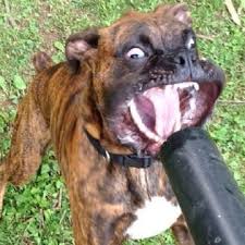 This Boxer Wants To Silence The Loud Leaf Blower Most Dogs Or Most Animals Period Who Get Too C Funny Animal Pictures Funny Animal Jokes Cute Funny Animals