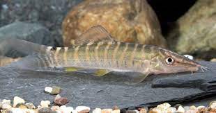 Botia Loach Segrestfarms Small Animal Wholesale And Saltwater Fish Wholesale Small Pets Freshwater Aquarium Fish Fish