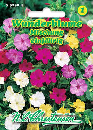 Blüten meist in trugdolden stehend mit schmal. Saatgut Mirabilis Jalapa Wunderblume Mischung Kaufland De