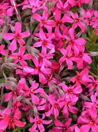 Phlox subulata var., creeping phlox, moss phlox, moss pink, or mountain phlox. Phlox Subulata Atropurpurea