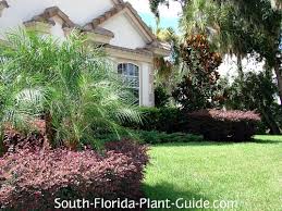 Choose the right cultivar and then learn how to care for loropetalum so the delightful fragrance can perfume your yard. Plum Loropetalum