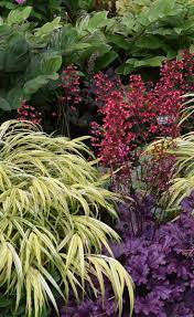 Spectacular Plant Combinations For The Perennial Garden Store Plant Paradise Country Gardens Shade Garden Plants Best Perennials For Shade Shade Garden Design