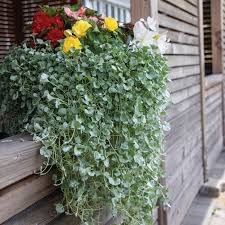 Image result for Dichondra