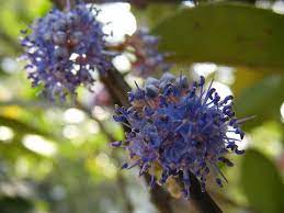 Pin By Shahin Reza Khan On Flowers Of Bangladesh Flowers Plants Flora