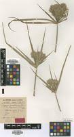Image result for Cyperus hemisphaericus