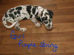 Great dane, colorado » pueblo west. Akc Great Dane Puppies For Sale In Fort Morgan Colorado Classified Americanlisted Com